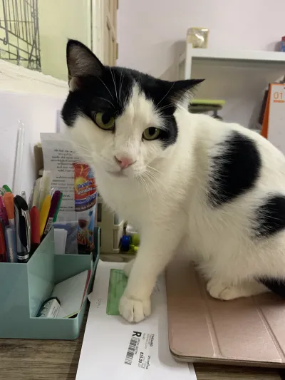 Nuanchan Animal Hospital