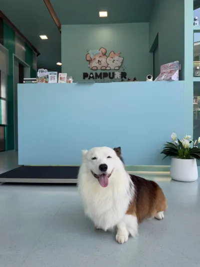 Pampurr Pet Wellness