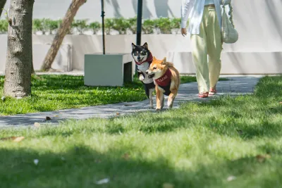paw and pal