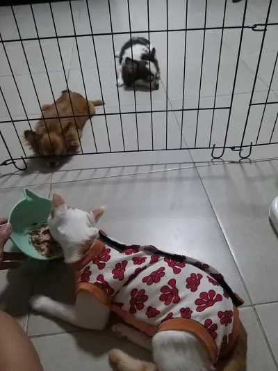 Pet Friend Clinic