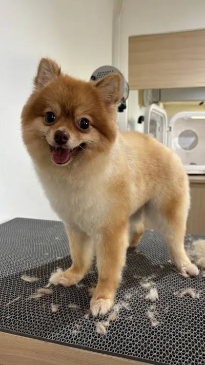 Pet Grooma Care&Grooming