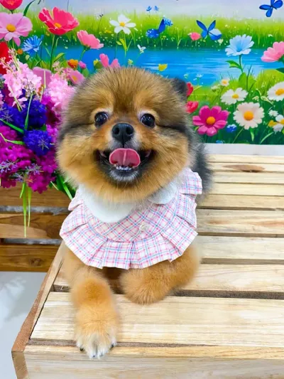 Pet Relax : Pet shop and Grooming (130/1)