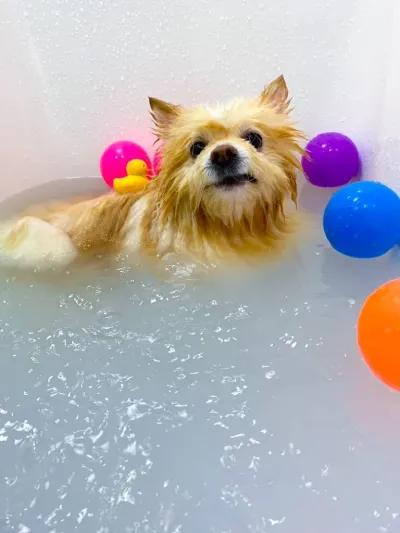 Pet Relax