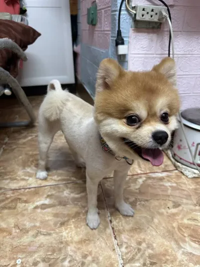 Peturday Grooming