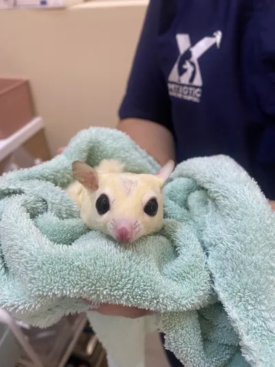 Petxotic Pet Hospital