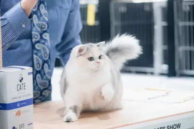 PingPingCatGrooming & Academy