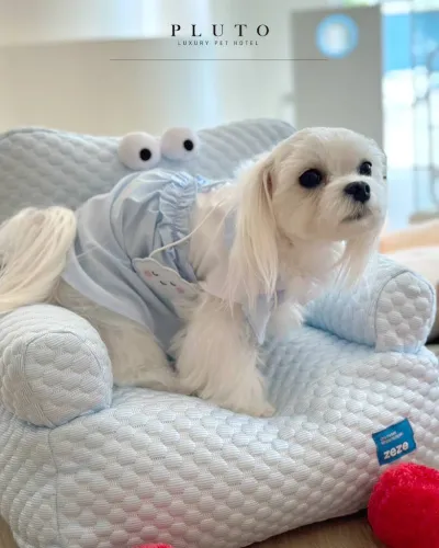 Pluto Luxury Pet Hotel