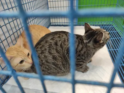 Puean Satueang Pet Clinic - Krungthep Non 35