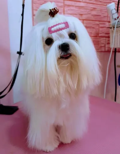 Puppy Fairy