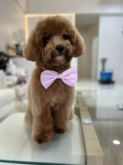 Purluche Premium Pet Grooming