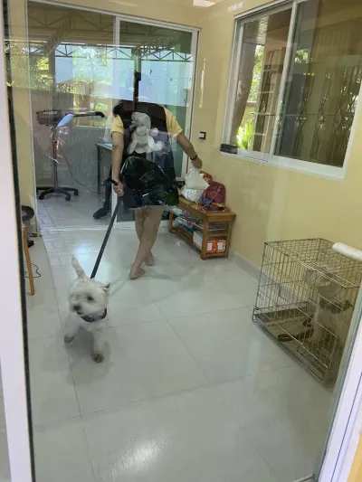 Sailom Dog Grooming