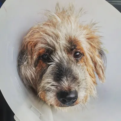 Seri Veterinarian