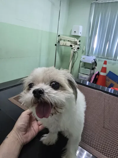 Small Animal Hospital, Mahanakorn University of Technology