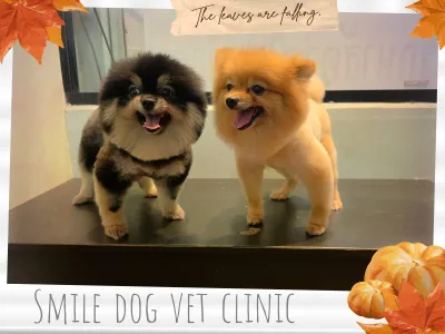 Smile Dog Vet Clinic 2