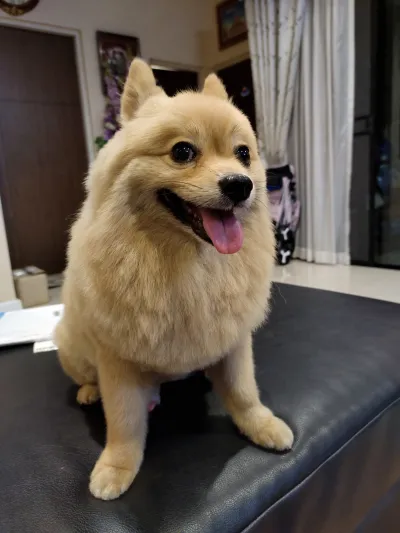 Smile VET Clinic