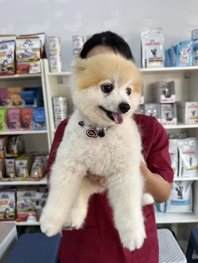 Suksamai Animal Hospital