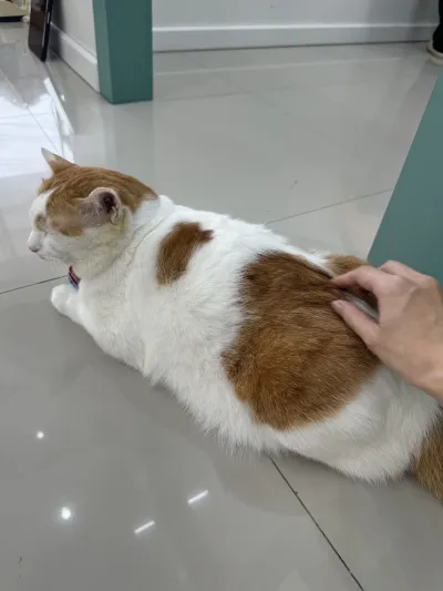 Suksan Animal Hospital