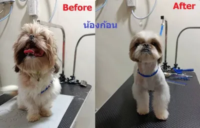 TaMuTaMi Grooming