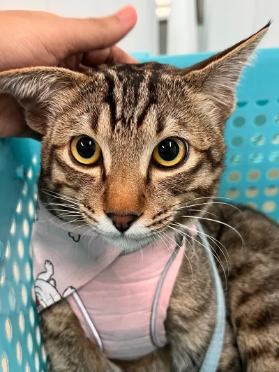 Udomsuk Veterinary