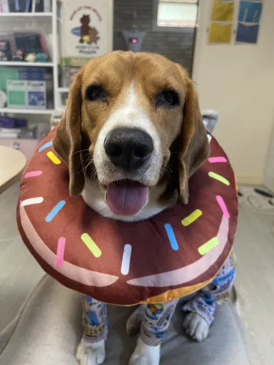vet & pets