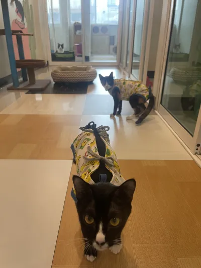 Wags and Purrs Veterinary Clinic