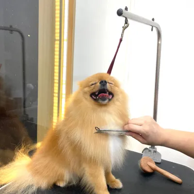 Wigglyville Grooming