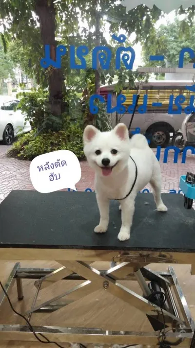 Yingdee Grooming - Wongwian 22