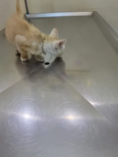 Happy Animal Hospital