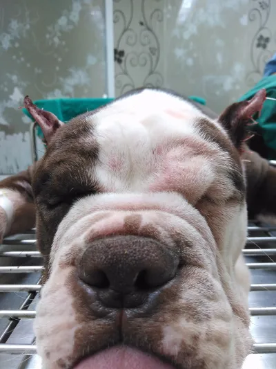 Peace of mind to treat animals