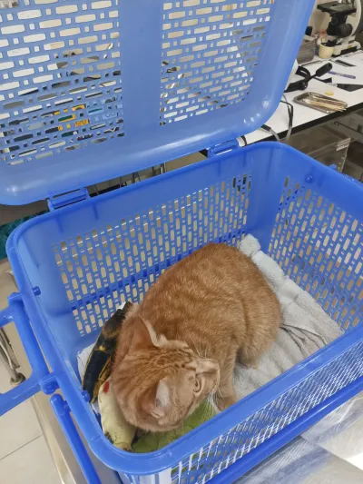Pat Veterinary Clinic
