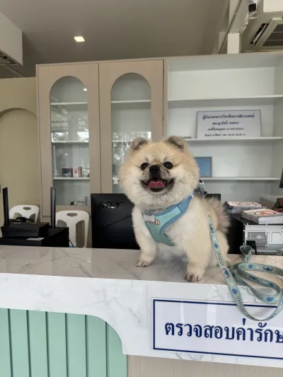 24 Maejo Animal Hospital