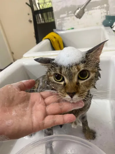 Cat Spaces Grooming & Hotel Chiang Mai