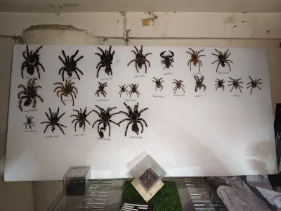 I am Spider