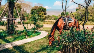 On Horse Farm Chiang Mai