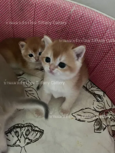Tiffany Cattery