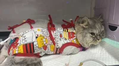 Tonyang Animal Hospital