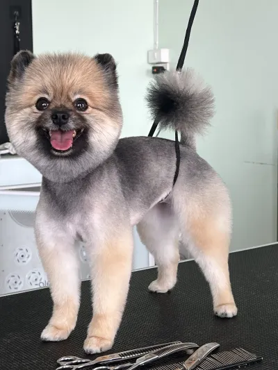 Mr.Max Grooming