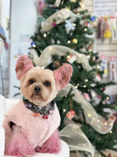 Chaiyapruek Animal Hospital