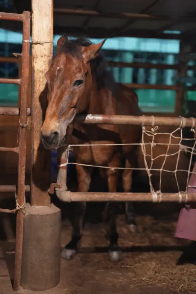 22nd Horse Club