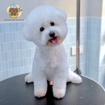 Brown Grooming & Pet Homestay
