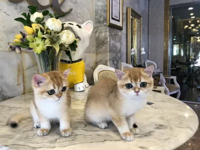 Cat empire