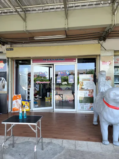 Dog Enjoy Pattaya