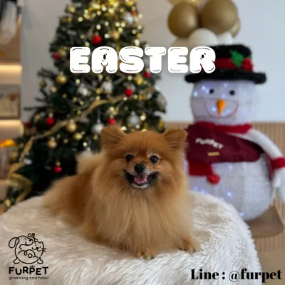 Furpet grooming and hotel