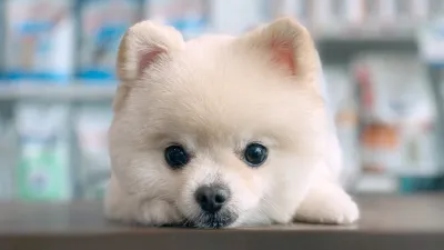 Mypet Animal Hospital