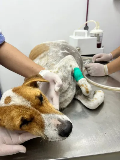 Nana Pet Clinic