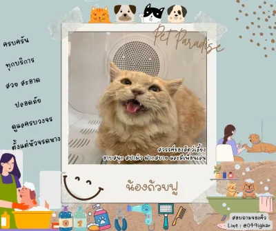Pet Paradise