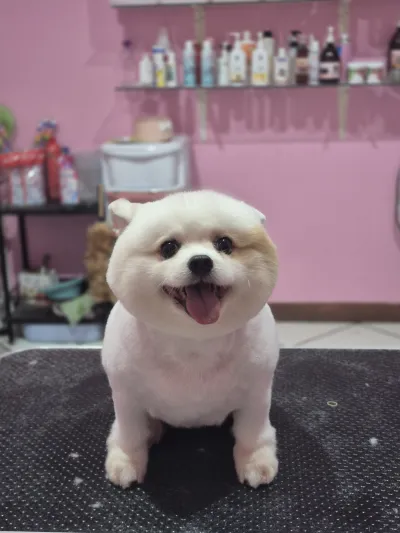 PETlovercare