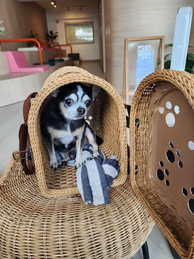 Promptmit Pet Hospital