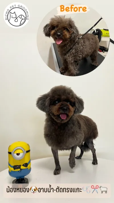 Ricmo pet grooming