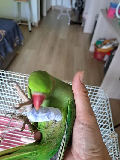 Smart Care Veterinarian